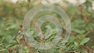 Bashful mimosa in botanical garden - Batumi, Georgia