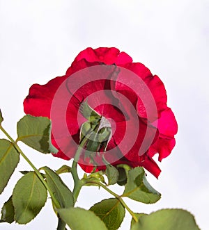 Bashful rose - Isolated red rose facing away from viewer