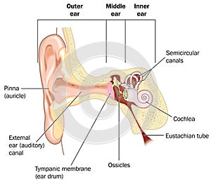 Basic anatomy of the ear