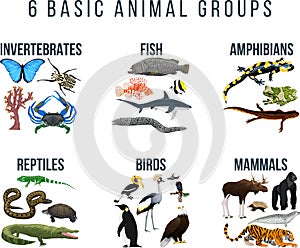 Basic animal groups and biological educational zoology scheme