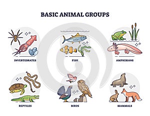 Basic animal groups and biological nature categories division outline diagram