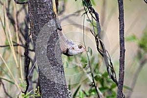 Basic Bearded Dragon