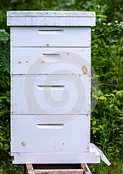 Basic Bee Hive