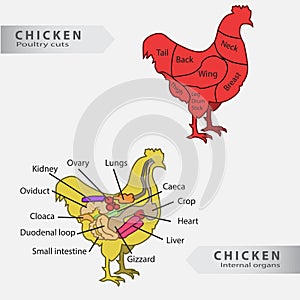 Basic chicken internal organs and cuts chart photo