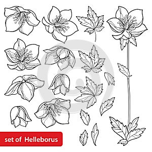 Vector set with outline Hellebore or Helleborus or Winter or Lenten rose, bud and leaves in black isolated on white background. photo