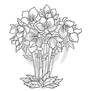Vector bouquet with outline Hellebore or Helleborus or Winter or Lenten rose, bud and foliage in black isolated on white. photo
