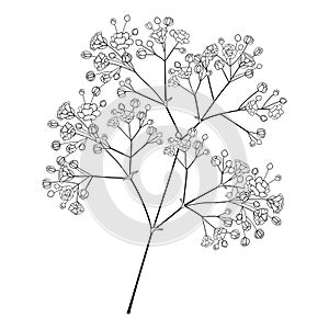 Vector branch with outline Gypsophila or Baby`s breath, bud and delicate flower in black isolated on white background.