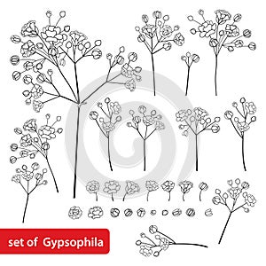 Vector set with outline Gypsophila or Baby`s breath branch, bud and delicate flower in black isolated on white background.