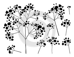 Vector set with silhouette Gypsophila or Baby`s breath branch, bud and delicate flower in black isolated on white background.