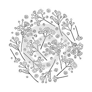 Vector round bouquet of outline Gypsophila or Baby`s breath branch, bud and elegant flower in black isolated on white background.