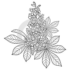 Vector outline Buckeye or Horse chestnut or Aesculus flower bunch with ornate leaf in black isolated on white background. photo