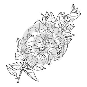 Vector outline Bougainvillea or Buganvilla flower bunch with bud and leaf in black isolated on white background. photo