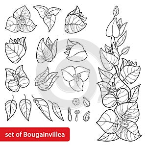 Vector set with outline Bougainvillea or Buganvilla flower bunch with bud and leaf in black isolated on white background. photo