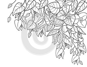 Vector corner bouquet of outline Bougainvillea or Buganvilla flower bunch with bud and leaf in black isolated on white background. photo
