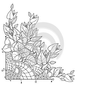 Vector corner bouquet of outline Bougainvillea or Buganvilla flower bunch with leaf and bud in black isolated on white background. photo