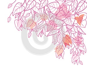 Vector corner bouquet of outline Bougainvillea or Buganvilla flower bunch with bud and leaf in pastel pink isolated on white. photo