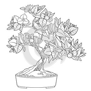 Vector outline Bougainvillea or Buganvilla bonsai tree in flowerpot with flower, leaf and bud in black isolated on white. photo