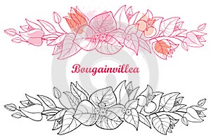 Vector horizontal border of outline Bougainvillea or Buganvilla flower, bud and leaf in black and pink isolated on white. photo