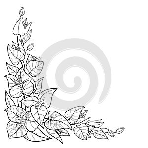 Vector corner bouquet of outline Bougainvillea or Buganvilla flower bunch with bud and leaf in black isolated on white background. photo