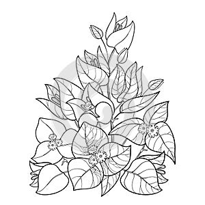 Vector bouquet of outline Bougainvillea or Buganvilla flower bunch with bud and leaf in black isolated on white background. photo