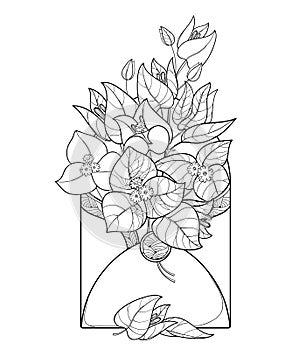 Vector bouquet of outline Bougainvillea or Buganvilla flower bunch with bud and leaf in open envelope in black isolated on white. photo
