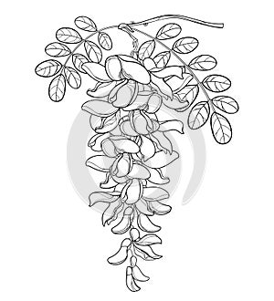 Vector branch of outline white false Acacia or black Locust or Robinia flower, bud and leaves in black isolated on white. photo