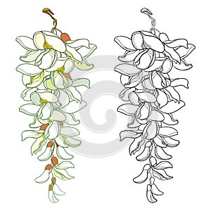 Vector set of outline false Acacia or black Locust or Robinia flower bunch with bud in black and pastel isolated on white. photo