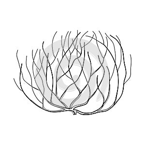 Vector rolling desert plant Tumbleweed in black isolated on white background. Dry weed round bush Tumbleweed in contour style.
