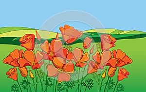 Vector outline orange California poppy flower or California sunlight or Eschscholzia, leaf and bud on the background with field. photo