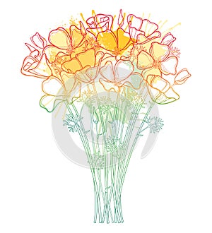 Vector bouquet with outline orange California poppy flower or California sunlight or Eschscholzia, leaf and bud isolated on white. photo