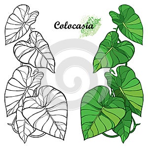 Vector set with outline tropical plant Colocasia esculenta or Elephant ear or Taro leaf bunch in black and green isolated on white photo