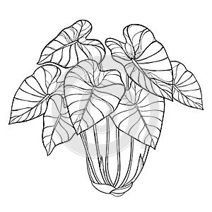 Vector bush of outline tropical plant Colocasia esculenta or Elephant ear or Taro leaf bunch in black isolated on white. photo