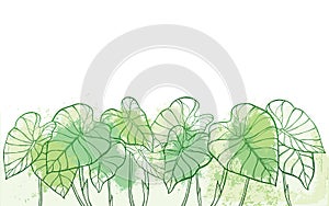 Vector bunch of outline tropical leaf Colocasia esculenta or Elephant ear or Taro plant in pastel green on the white background. photo