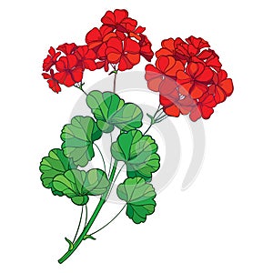 Vector branch with outline red Geranium or Cranesbills flower bunch and ornate green leaf isolated on white background. photo