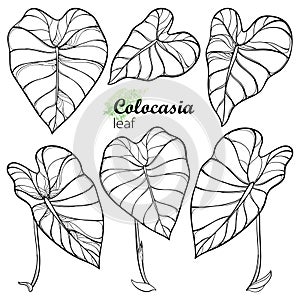Vector set with outline tropical leaf of Colocasia esculenta or Elephant ear or Taro in black isolated on white background. photo