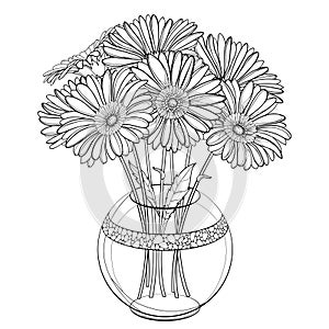 Vector bouquet of outline Gerbera or Gerber flower in round vase in black isolated on white background. Bunch of contour Gerbera.