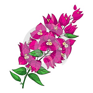 Vector outline Bougainvillea or Buganvilla flower bunch with bud in pink and green leaf isolated on white background.