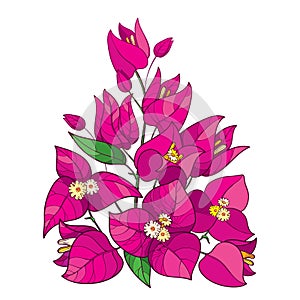 Vector bouquet of outline Bougainvillea or Buganvilla flower with bud in pink and green leaf isolated on white background. photo