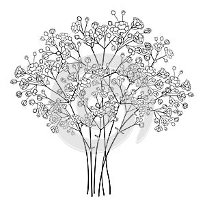 Vector bouquet of outline Gypsophila or Baby`s breath flower bunch and bud in black isolated on white background. photo