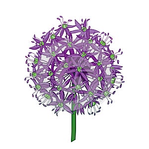 Vector outline Allium giganteum or Giant onion flower head in purple isolated on white background. Ball of blossoming Allium.