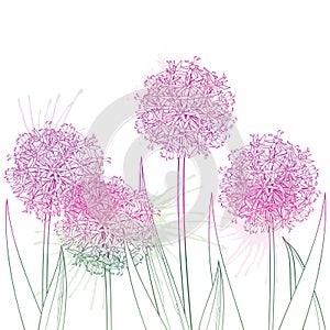 Vector bunch of outline Allium giganteum or Giant onion flower in pastel purple isolated on white background. Ball of Allium.