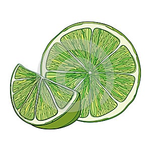 Vector outline ripe green Lime slice and half fruit isolated on white background. Composition with tropical Lime citrus.