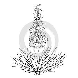 Vector outline Yucca filamentosa or AdamÃ¢â¬â¢s needle flower bunch, ornate bud and leaf in black isolated on white background. photo