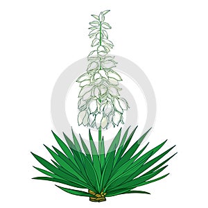 Vector outline Yucca filamentosa or AdamÃ¢â¬â¢s needle flower bunch, ornate pastel bud and green leaf isolated on white background.