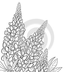 Vector corner bouquet with outline Lupin or Lupine or Bluebonnet flower bunch, bud and ornate leaves in black isolated on white. photo
