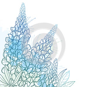 Vector corner bouquet of outline Lupin or Lupine or Texas Bluebonnet flower bunch, bud and ornate leaf in pastel blue isolated. photo