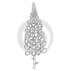 Vector stem with outline Lupin or Lupine or Bluebonnet ornate flower bunch with bud in black isolated on white background. photo