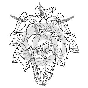 Vector outline tropical plant Anthurium or Anturium flower bunch and leaves in black isolated on white background.