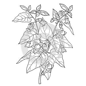 Vector branch of outline toxic Atropa belladonna or deadly nightshade flower bunch, berry and leaf in black isolated on white.