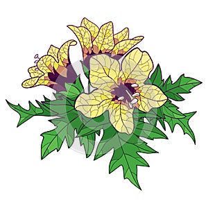 Vector bunch of outline toxic Hyoscyamus niger or Henbane or stinking nightshade yellow flower and ornate green leaf isolated. photo